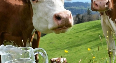 Yoğurt Üretiminde Artış