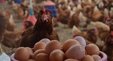 Yumurta Üretimi Arttı