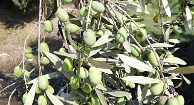 EFSANEVİ BİR BİTKİ: ZEYTİN