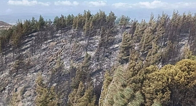 Hatay’da orman yangını söndürüldü