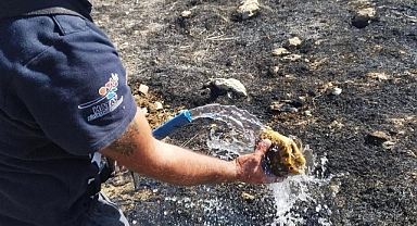 Hatay’da yangının ortasında kalan kaplumbağa kurtarıldı
