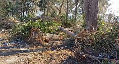 Şehirde Ağaç Kalmayacak!