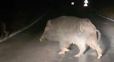 HATAY’DA AÇ KALAN DOMUZLAR KÖYE İNDİ