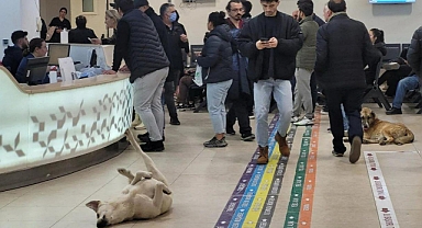BELEDİYELERE SAHİPSİZ KÖPEK CEZASI KESİLECEK