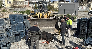 Hatay'da kaçan angus uyuşturucu iğneyle sakinleştirilerek yakalandı