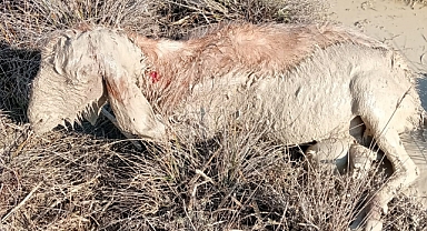 Sahipsiz köpekler 26 küçükbaş gebe hayvanı telef etti