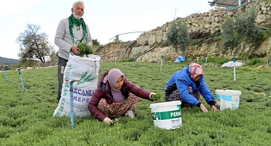 KOZ KALESİ’NDE ZAHTER MESAİSİ BAŞLADI