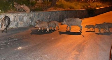 Sitenin bahçesine giren domuz sürüsü görüntülendi