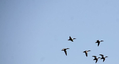 Göç yolu üzerindeki Hatay'da bahar döneminde 233 kuş türü gözlemlendi