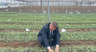 Karanfil üretimi yaygınlaşıyor