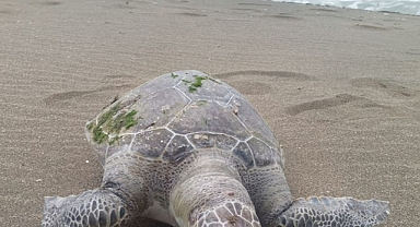 Samandağ'da sahilde ölü caretta caretta bulundu