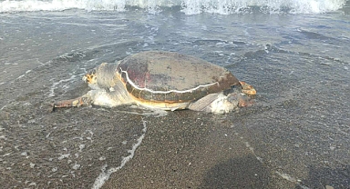 Hatay'da ölü caretta caretta sahile vurdu