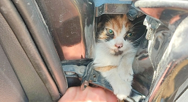 Hatay'da otomobilin kapısına sıkışan kedi yavrusu kurtarıldı