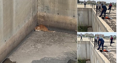 İnşaat Temeline Düşen Minik Dostumuz İtfaiye Ekiplerince Kurtarıldı