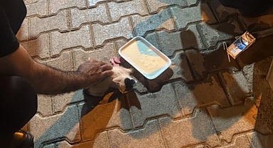 Reklam Panosunda Mahsur Kalan Yavru Kedi Zabıta Tarafından Kurtarıldı