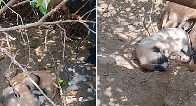 Samandağ’da Duygulandıran Kurtarma Operasyonu