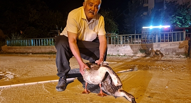 Sulama kanalında mahsur kalan kazları itfaiye ekibi çıkardı