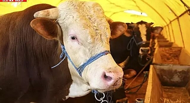 2025 KURBAN FİYATLARI BELLİ OLDU!