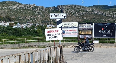 4 Mahallede Sahipsiz Köpekler Toplatılıyor