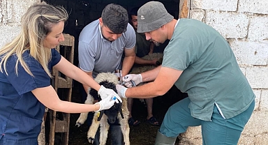 Antakya’da Küçükbaş Hayvanlara Aşılama ve Küpeleme Çalışmaları Sürüyor
