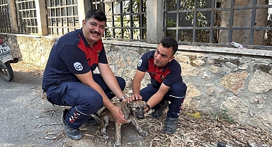 Antakya’da Yavru Köpek Üç Metrelik Kuyudan Sağ Salim Kurtarıldı