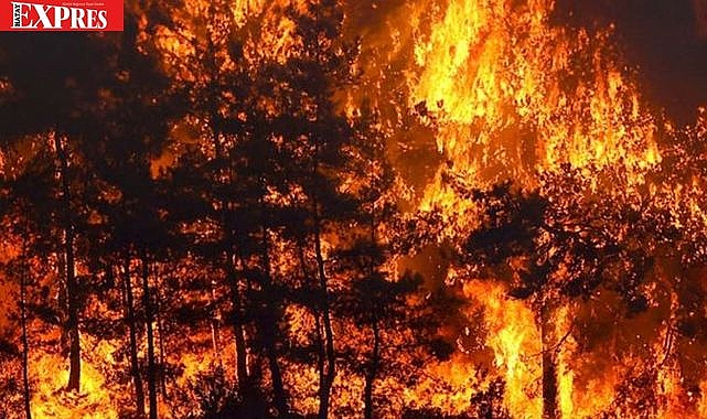 BİLECİK'TE DURMAYAN YANGIN!