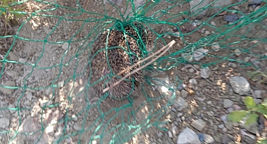 Çit Filesine Dolanan Kirpi Kurtarıldı