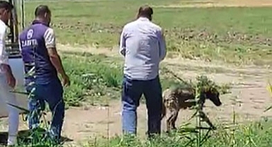 Dereye Düşen Köpeği İtfaiye Ekipleri Kurtardı