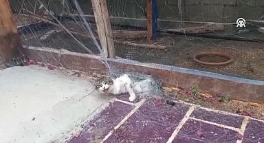 Hatay'da kuş kafesindeki ağa takılan kediyi itfaiye ekibi kurtardı