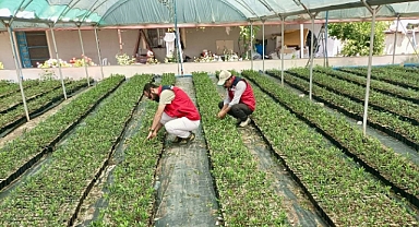 Hatay’da Sertifikalı Fidan Üretimine Yakın Takip