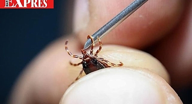 KENE KÂBUSU GERİ DÖNDÜ: 10 CAN GİTTİ!