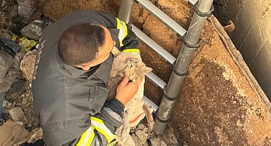 Kuyuda Mahsur Kalan Kedi Sağ Salim Kurtarıldı
