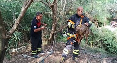 Kuyuya Düşen Çakal Kurtarıldı