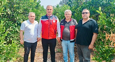 Narenciye Bahçelerinde Zararlı Takibi