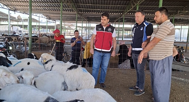Reyhanlı’da Kurban Bayramı Öncesi Sıkı Hayvan Pazarı Denetimi
