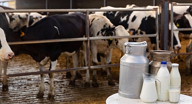 Süt ve Süt Ürünleri Üretiminde Artış Sürüyor