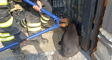 Yavru Köpek İtfaiyenin Müdahalesiyle Kurtarıldı
