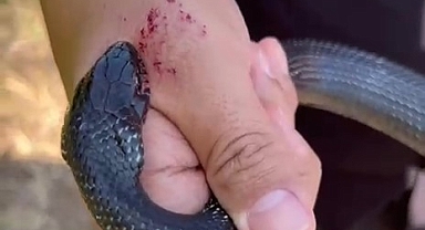 Zararsız, Öldürmeyin Dediği Yılan Elini Isırdı