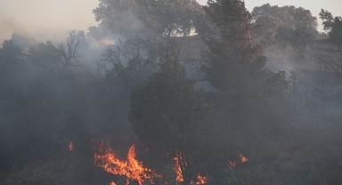 Zeytinlik Alanda Yangın Çıktı