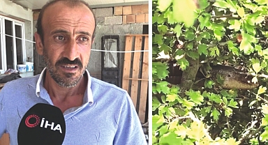 1 Buçuk Metrelik Kertenkele Kameralara Yakalandı