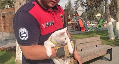 Ağaçta Mahsur Kalan Kediyi İtfaiye Kurtardı