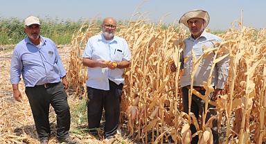 Amik Ovası'nda Mısır Hasadı Başladı