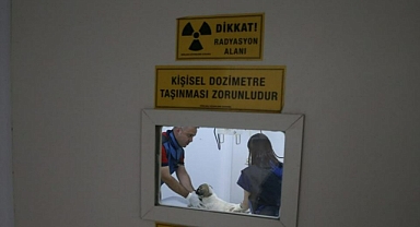 Bakımevi sokak hayvanlarına hem yuva hem şifa oluyor