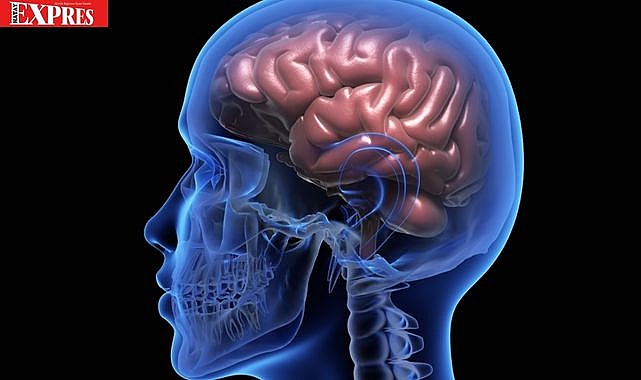 BEYNİMİZ NEDEN GİTTİKÇE KÜÇÜLÜYOR? OKUMADAN GEÇME!