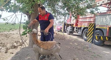 Çamura Saplanan Koyunu İtfaiye Ekipleri Kurtardı