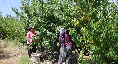 Don Vuran Bahçelerde Rekolte Düştü