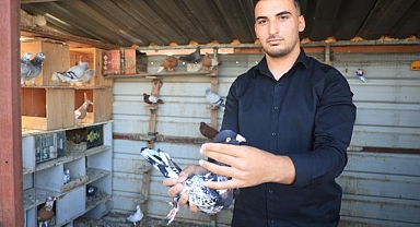 Güvercin Yavrusu Yumurtadan 4 Ayaklı Olarak Çıktı