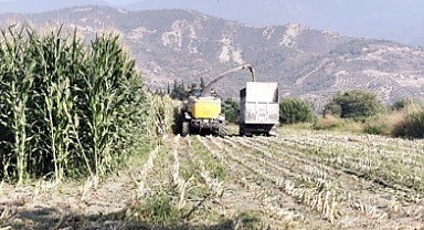 Hatay'da Mısır Hasadı Başladı