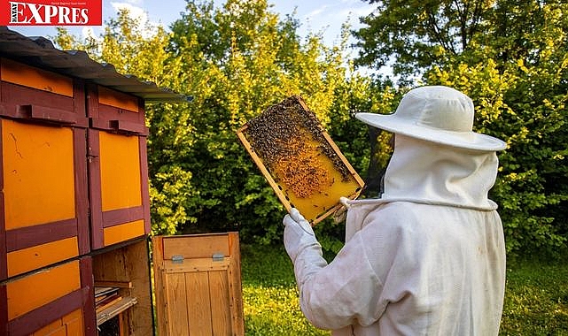 MAYDANOZDAN BAL OLUR MU DEMEYİN! HATAYLI ARILAR YAPTI...
