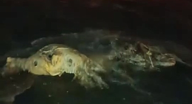 Akdeniz'e Düşen Angus Kıyıya Vurdu